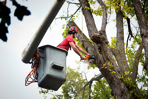 Professional  Tree Services in Mona, UT